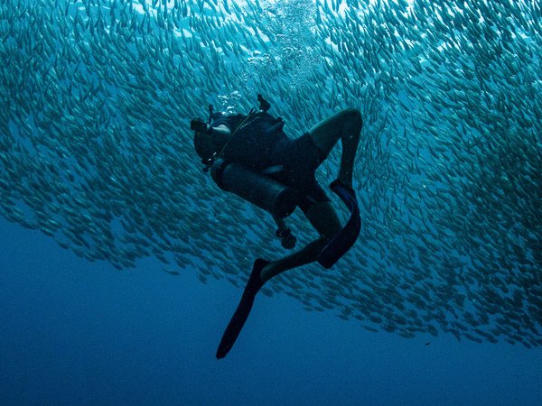 Kit didattico OWD - Open Water Diver