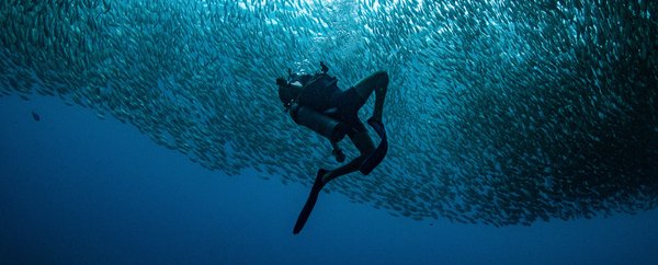 Corso ESA Open Water Diver - OWD